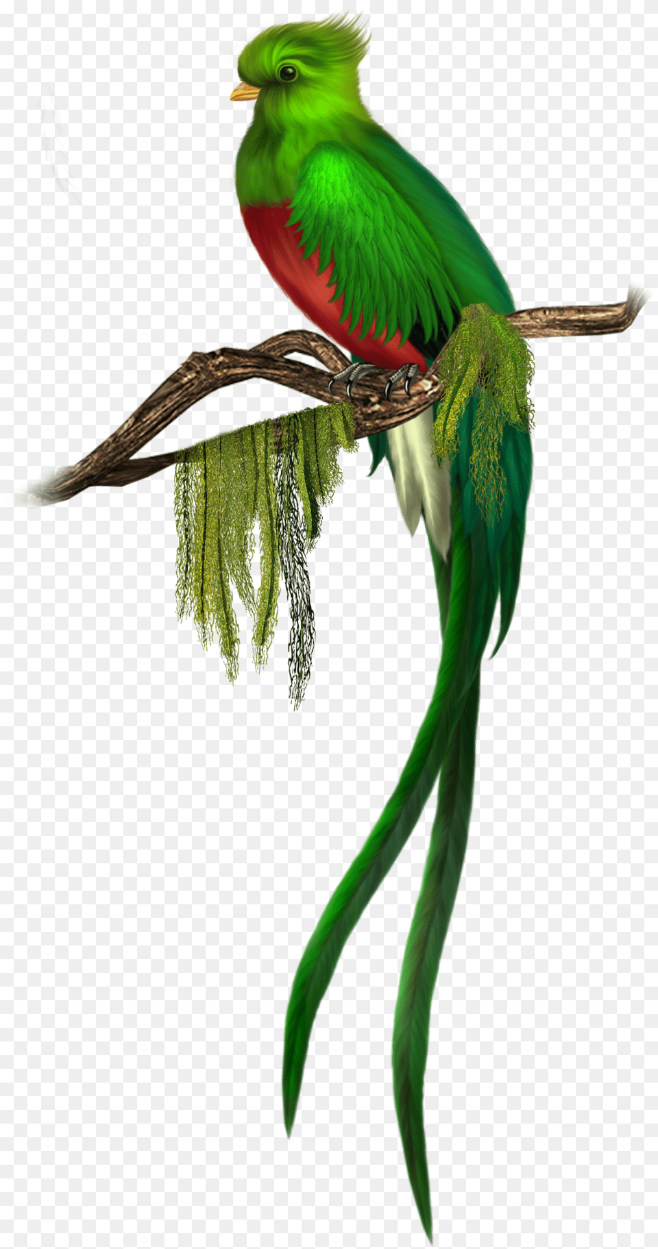 Parrot Konfest, Animal, Bird Png Image