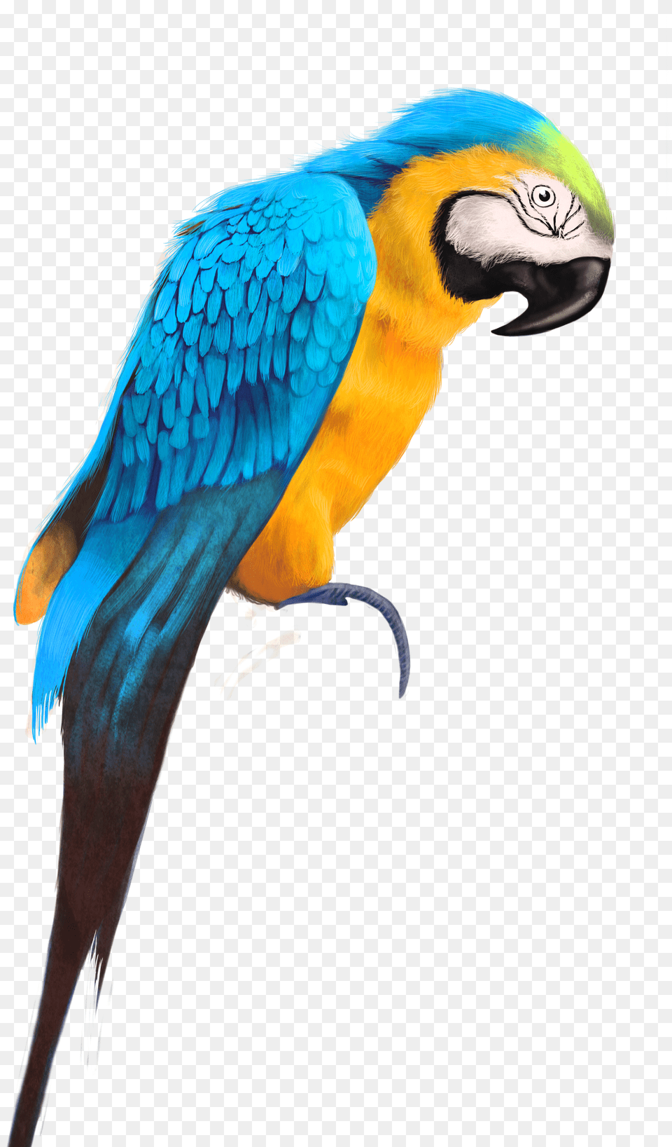 Parrot Konfest Bird Hd Images Png Image