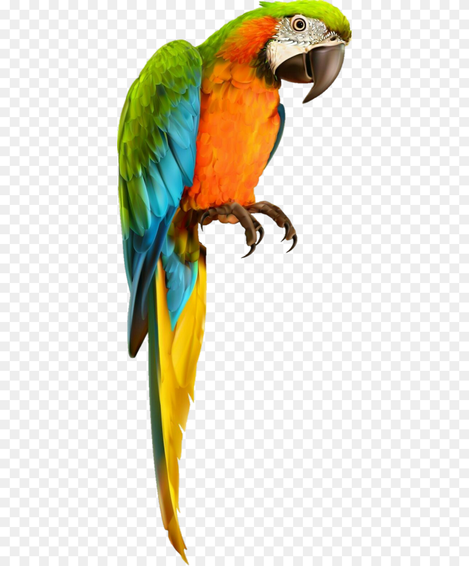 Parrot Macaw Freetoedit Background Parrot, Animal, Bird Png