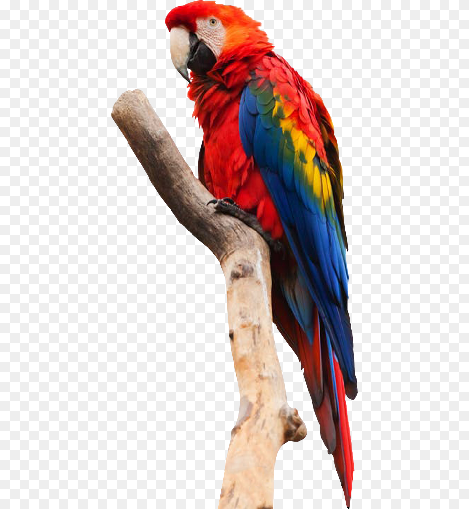 Parrot No Background Bird Parrot Birds Transparent Background, Animal, Macaw Free Png