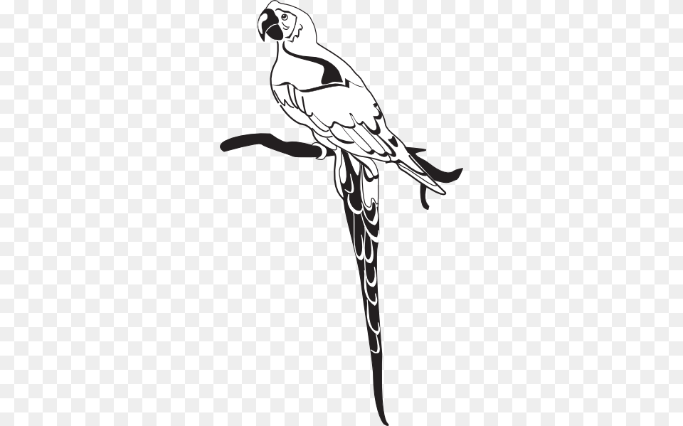 Parrot On Branch, Animal, Kite Bird, Bird, Face Png Image