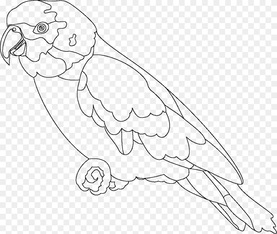 Parrot Outline, Baby, Person, Art, Animal Free Png Download