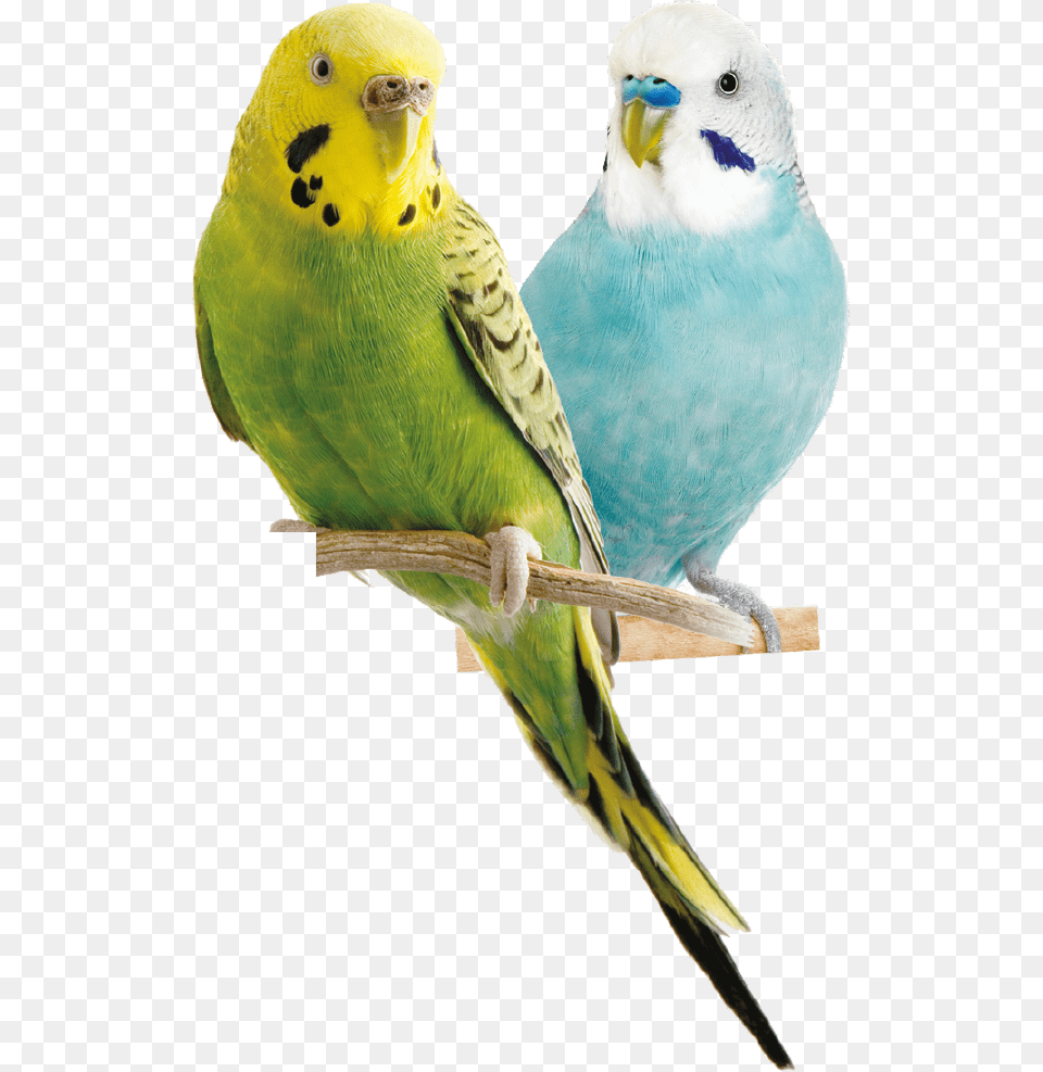 Parrot Parakeet, Animal, Bird Png Image