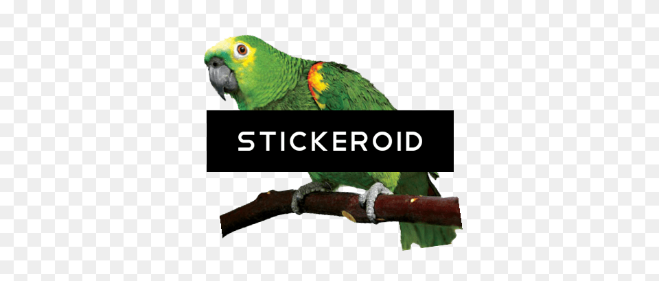 Parrot Parrot, Animal, Bird Free Png