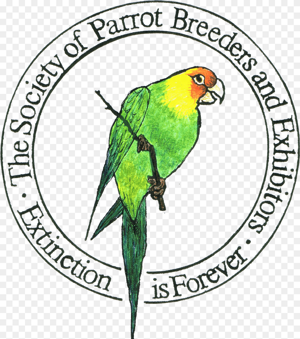 Parrot Parrot, Animal, Beak, Bird, Parakeet Free Transparent Png