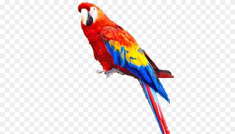 Parrot Parrot, Animal, Bird, Macaw Free Transparent Png