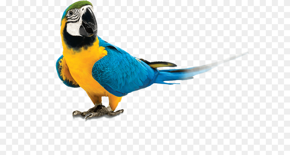 Parrot Parrot, Animal, Bird Png Image