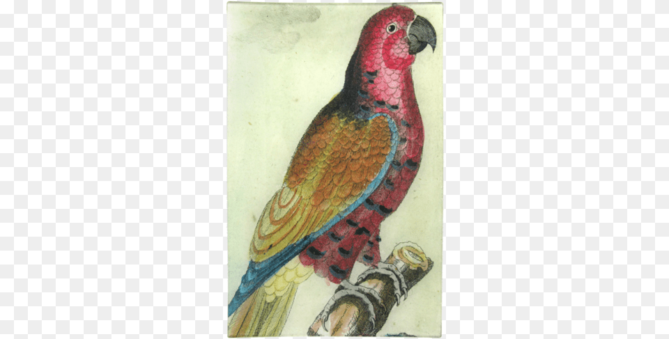 Parrot Parrot Bebop, Animal, Bird, Beak Free Png