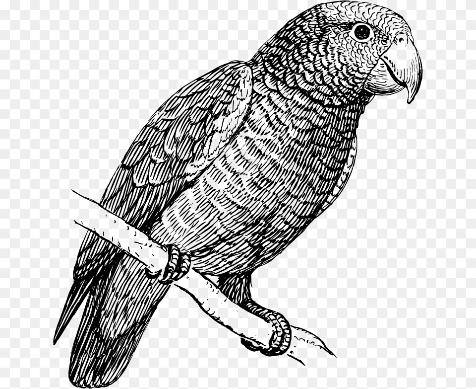 Parrot Parrot Bird In Black And White, Gray Free Transparent Png