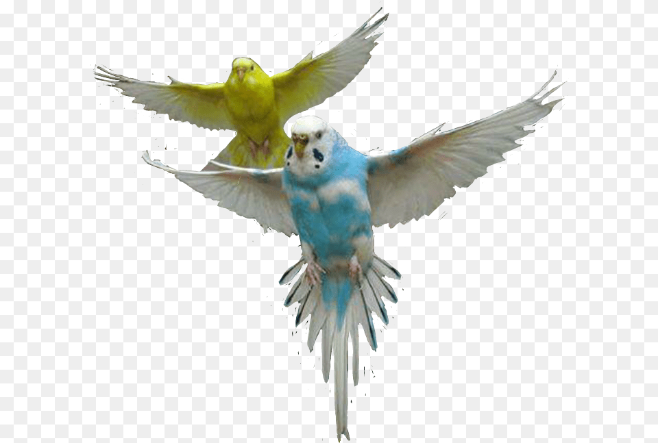 Parrot Parrots Bird Fly Air Up Sky Colors Cute Budgie Bird, Animal, Parakeet Png Image