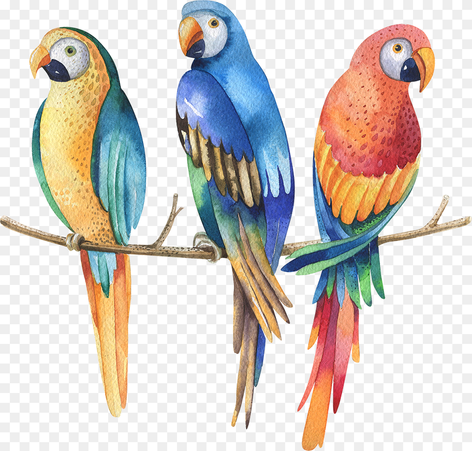 Parrot Parrots In Jungle Drawings, Animal, Bird Free Png Download