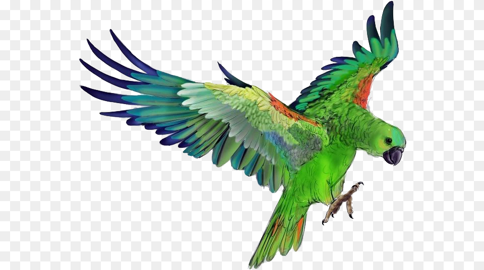 Parrot Photo Background Green Parrot Hd, Animal, Bird Free Transparent Png