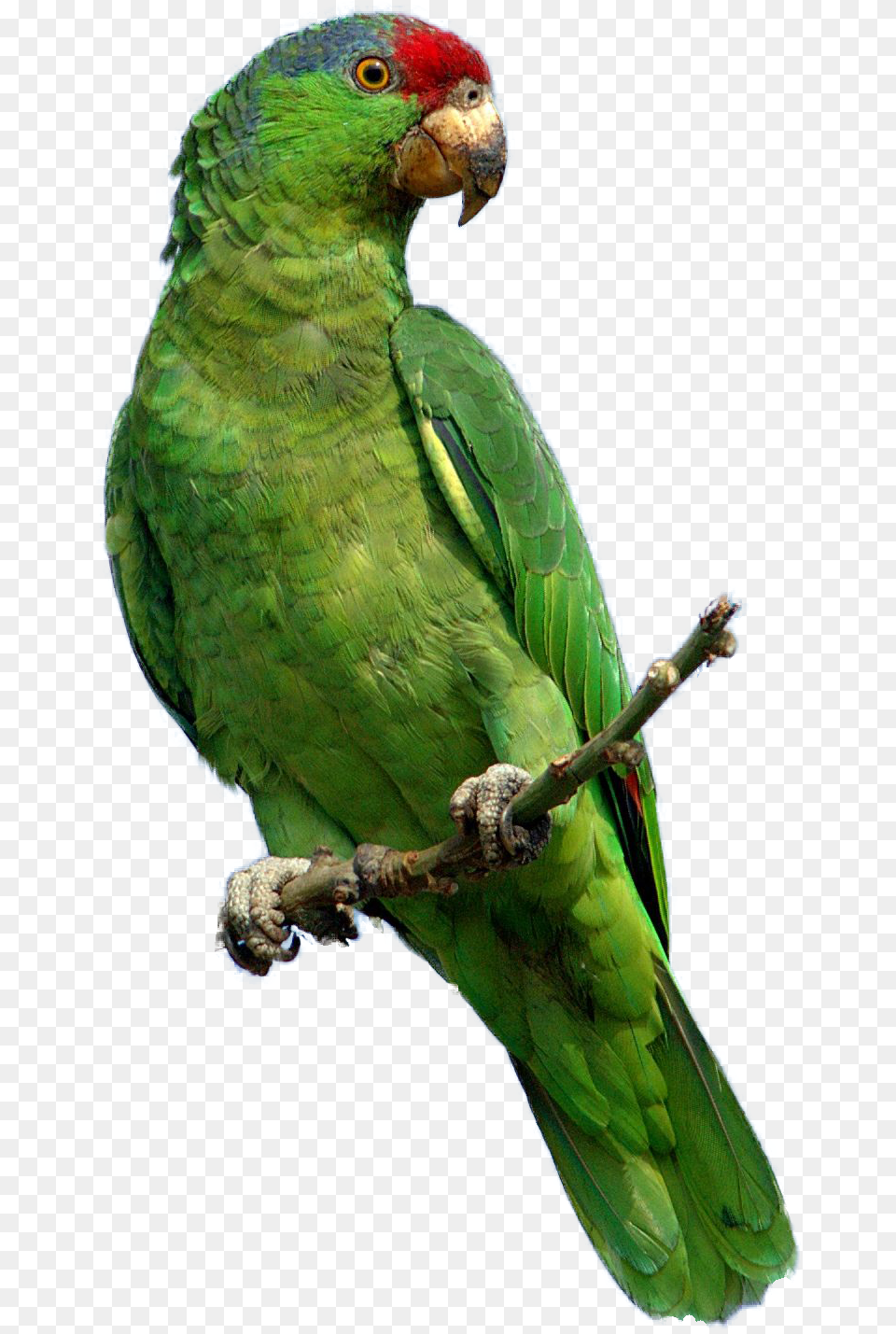 Parrot Photo Green Parrot, Animal, Bird, Parakeet Free Png