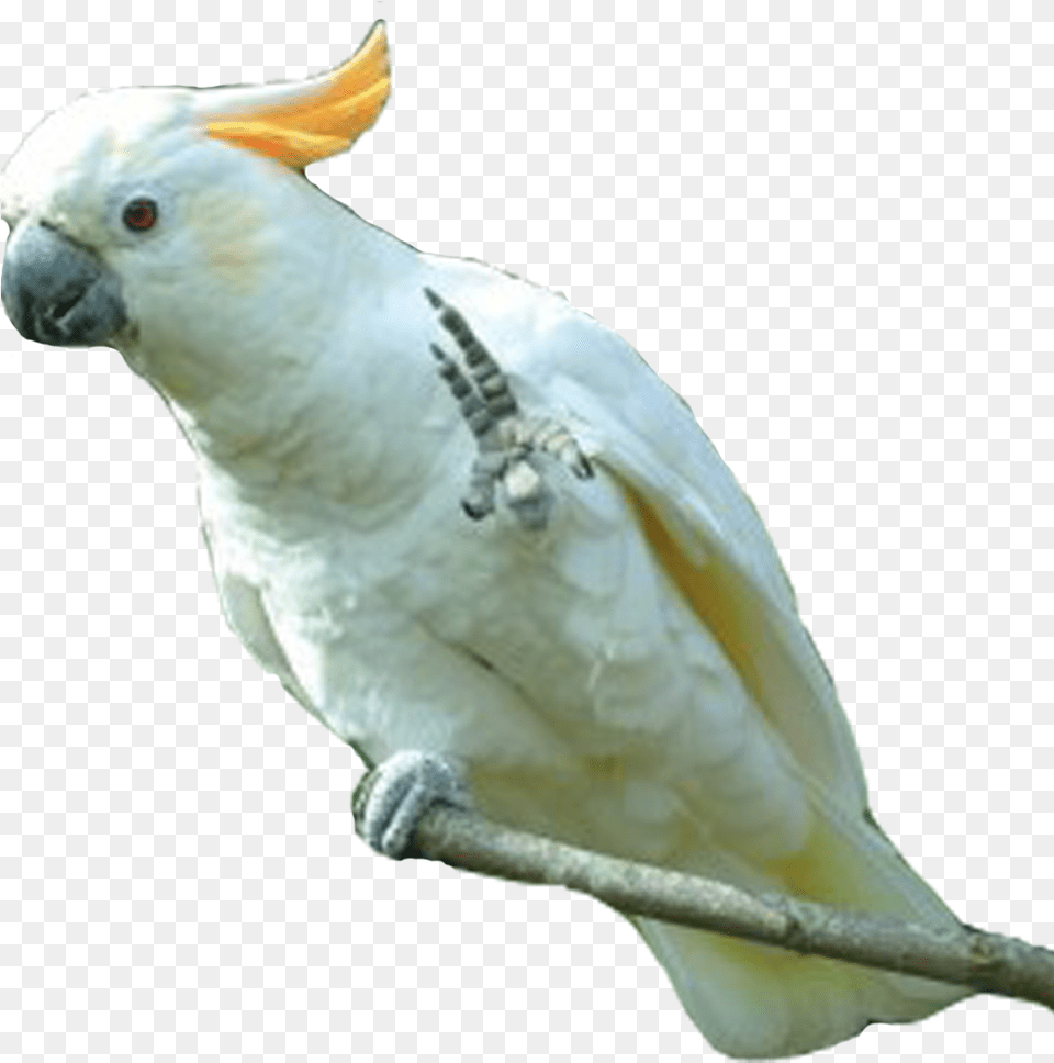 Parrot Photo Of Cockatoo, Animal, Bird Free Transparent Png