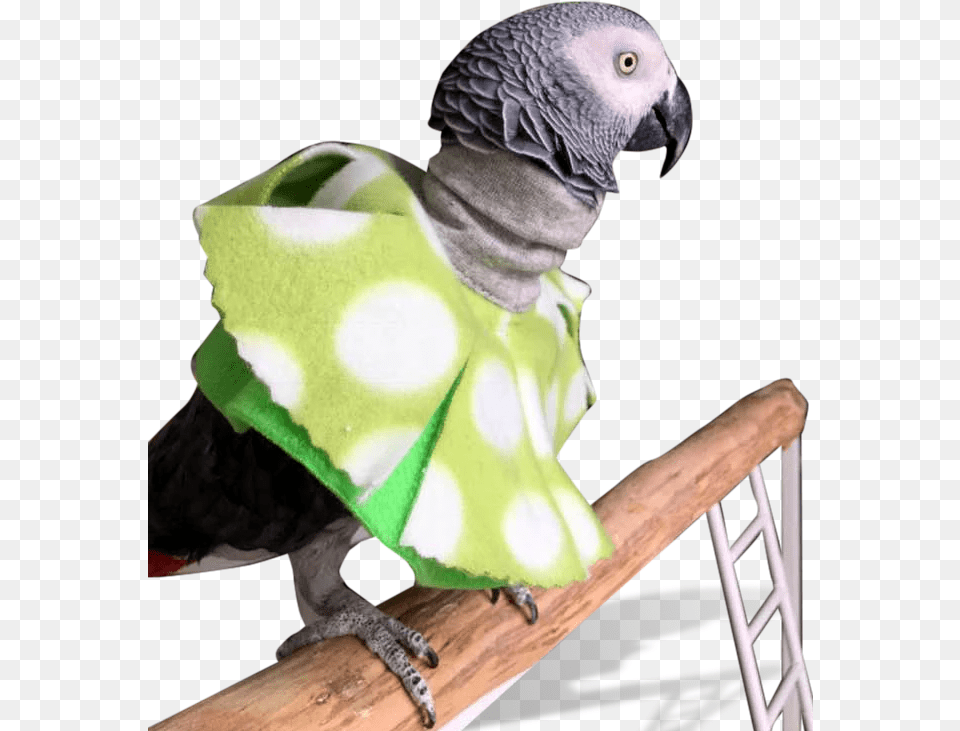 Parrot Poncho For Feather Picking Helpclass Macaw, Animal, Bird, African Grey Parrot Free Transparent Png
