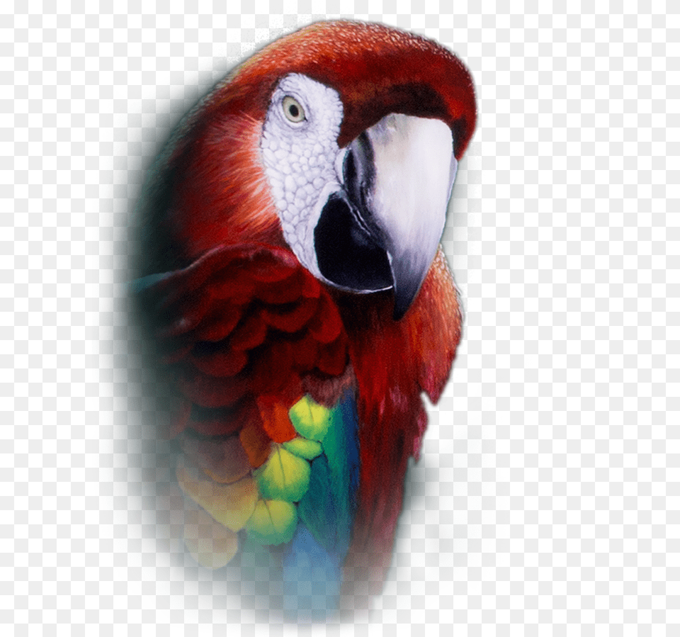 Parrot Repeater Pocket Watch Macaw, Animal, Bird Free Transparent Png