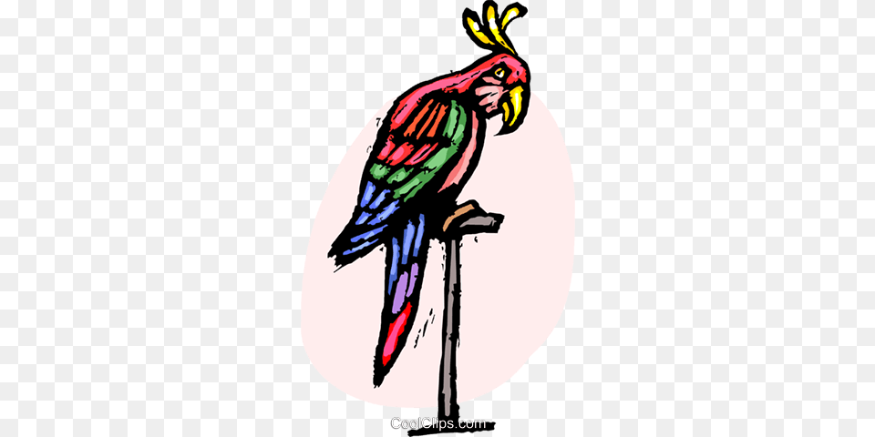 Parrot Royalty Vector Clip Art Illustration, Animal, Beak, Bird, Person Png Image