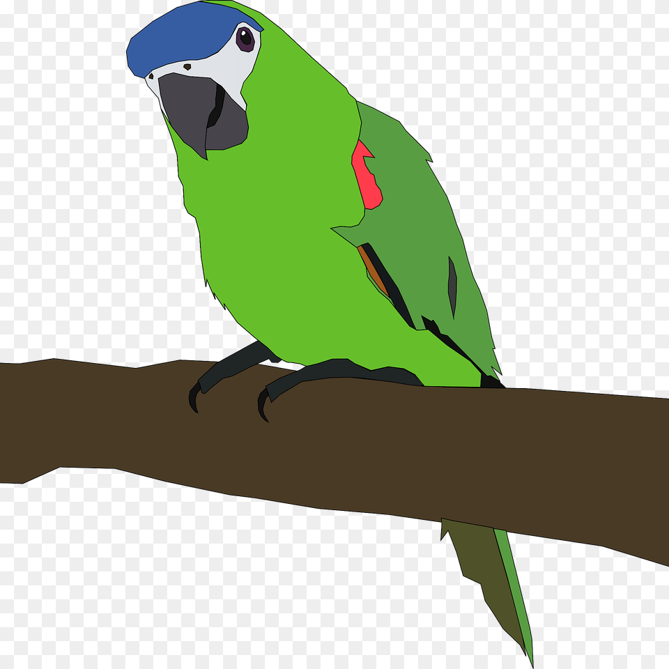 Parrot Sitting On A Branch Clipart, Animal, Bird, Parakeet Free Transparent Png