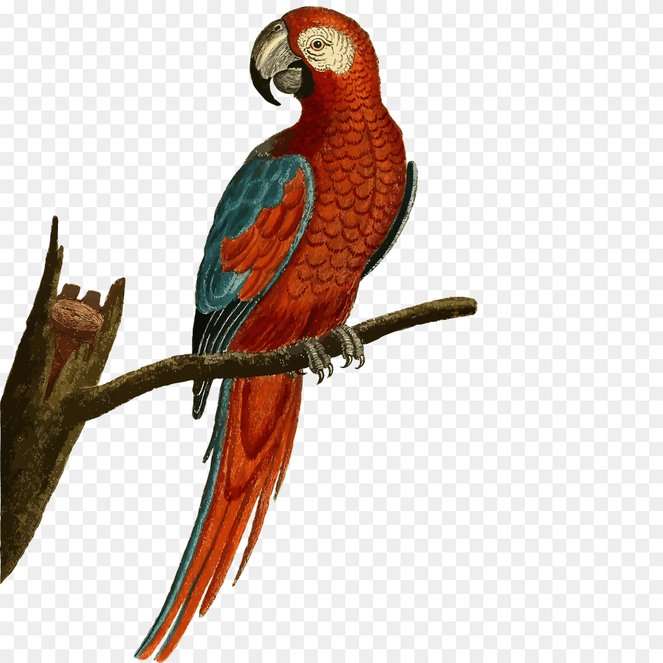 Parrot Sitting On A Branch Clipart, Animal, Bird, Macaw Free Png