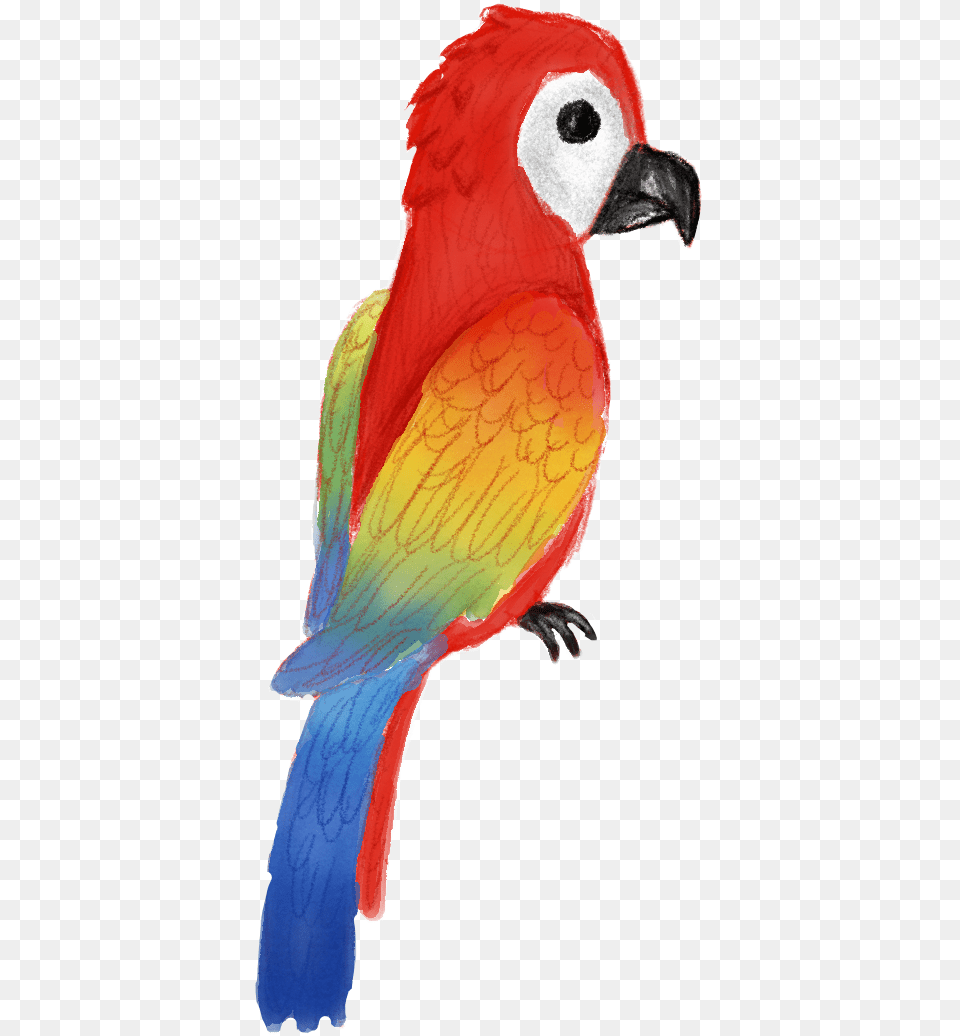 Parrot Summer Tropical Tropicalstickers Tropicalbirds Macaw, Animal, Beak, Bird, Person Png Image