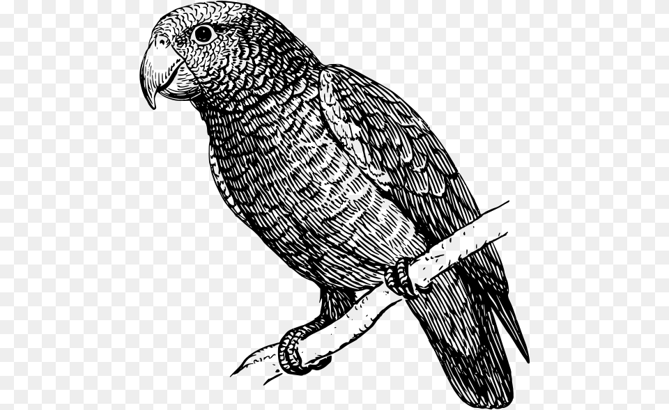 Parrot Svg Clip Arts White And Black Parrot, Gray Png