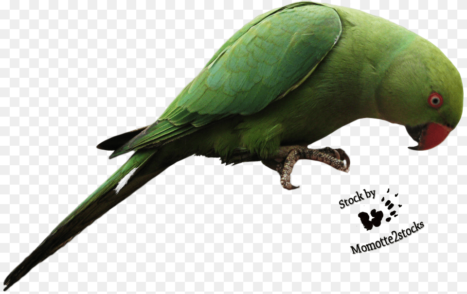 Parrot Transparent, Animal, Bird, Parakeet Free Png Download