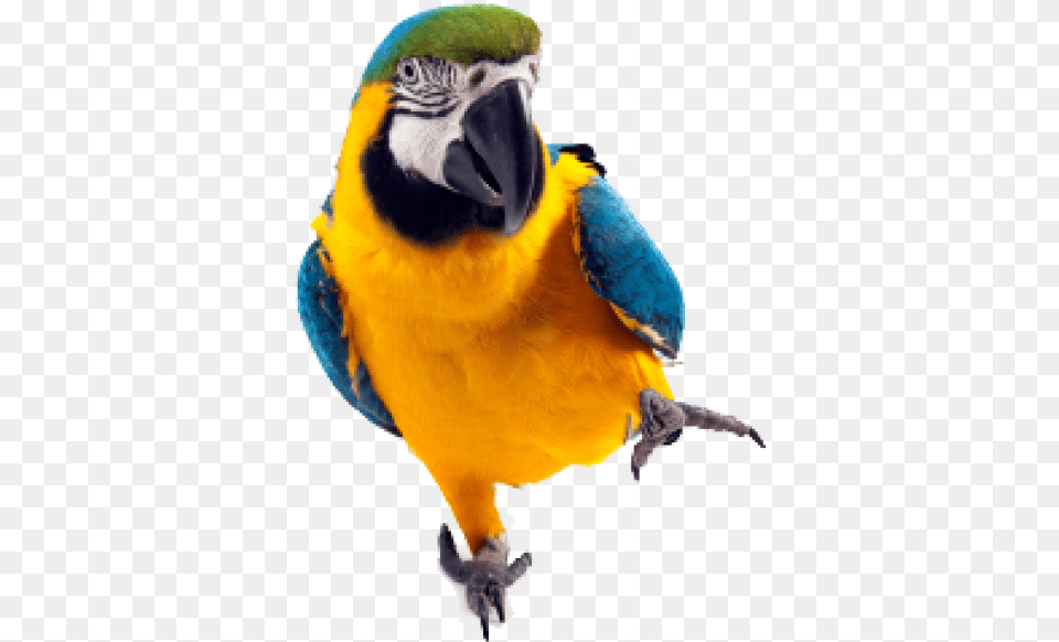 Parrot Transparent Background Parrots, Animal, Bird, Macaw Free Png Download