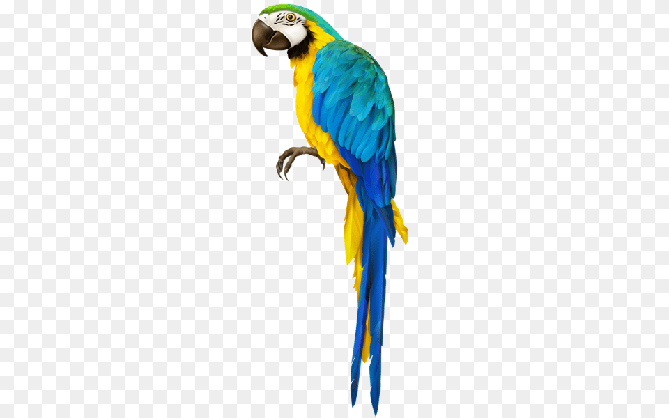 Parrot Transparent Clip Art Macaw, Animal, Bird Free Png