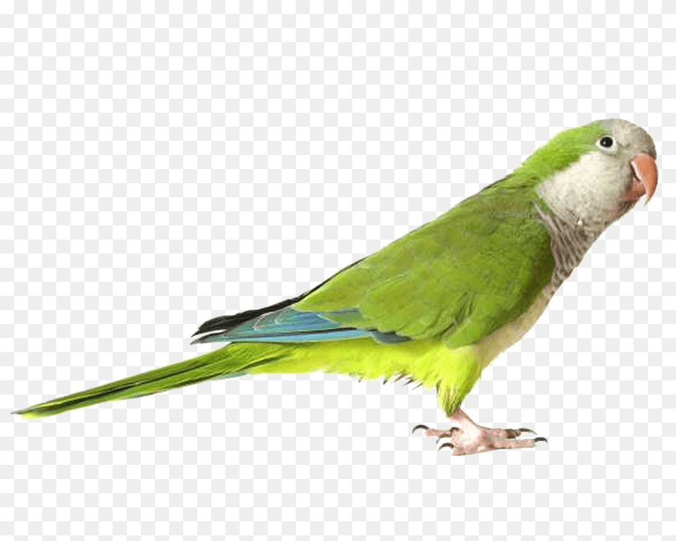 Parrot Transparent Green Quaker Parrot, Animal, Bird, Parakeet Png