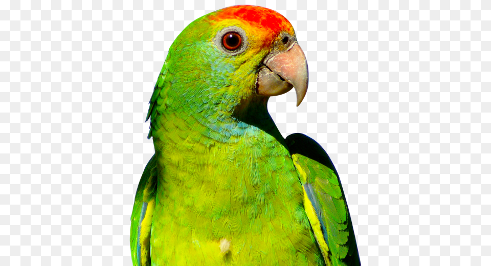 Parrot Transparent Image, Animal, Bird, Parakeet Free Png Download