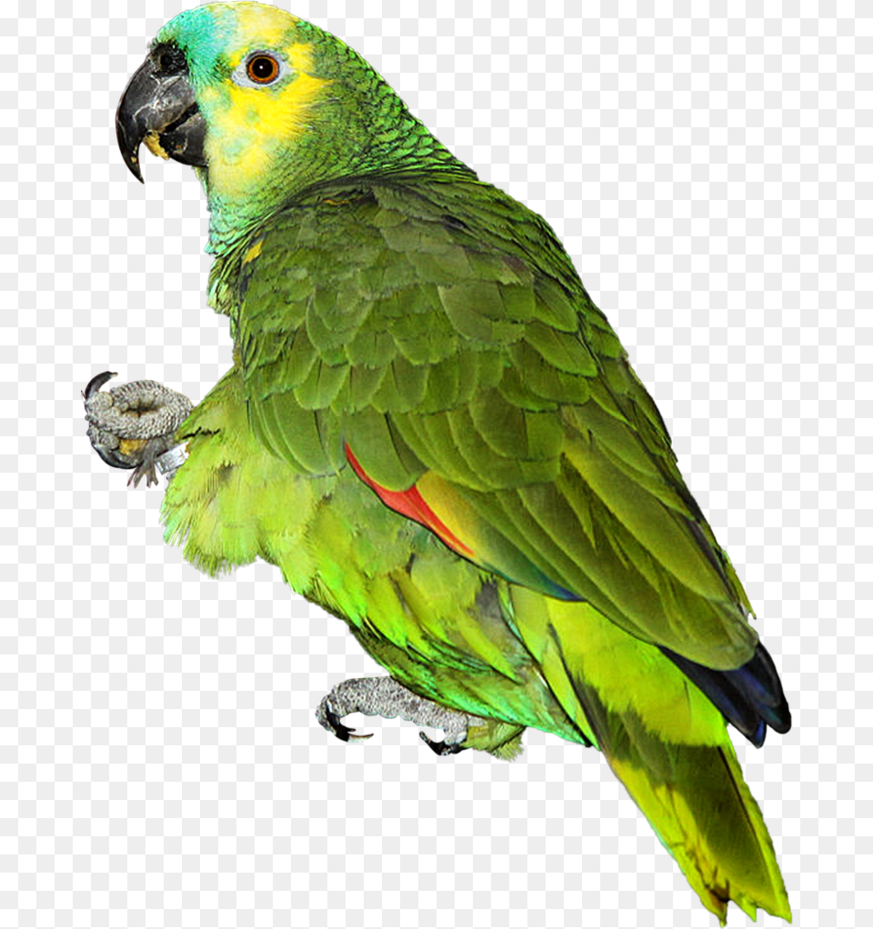 Parrot Transparent Image Background, Animal, Bird Free Png Download