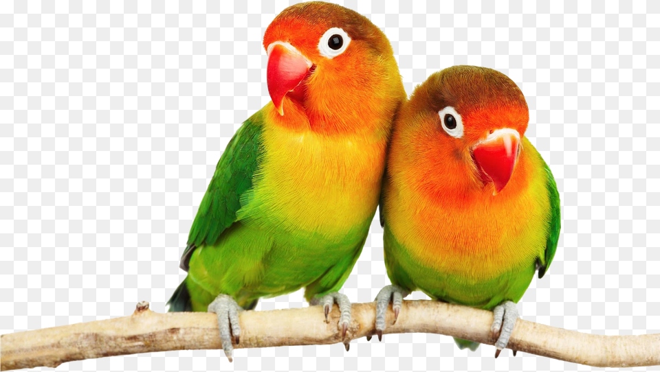 Parrot Transparent Images Love Birds Hd, Animal, Bird, Parakeet Free Png Download