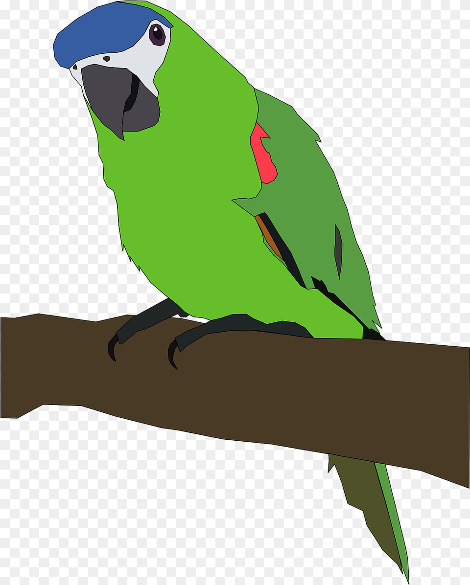Parrot Tropical Bird Parrot Clip Art, Animal, Parakeet Free Transparent Png