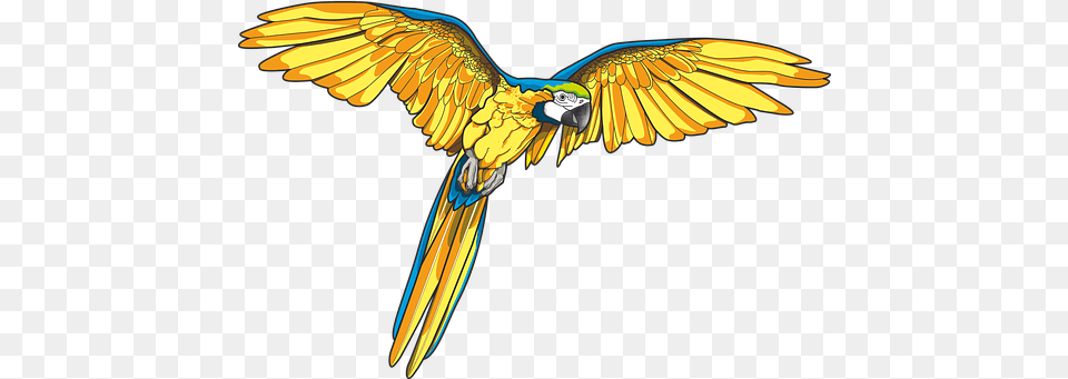 Parrot U0026 Bird Vectors Pixabay Macaw Art, Animal Free Png