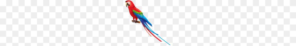 Parrot Vector Clip Art, Animal, Bird, Macaw, Blade Free Transparent Png