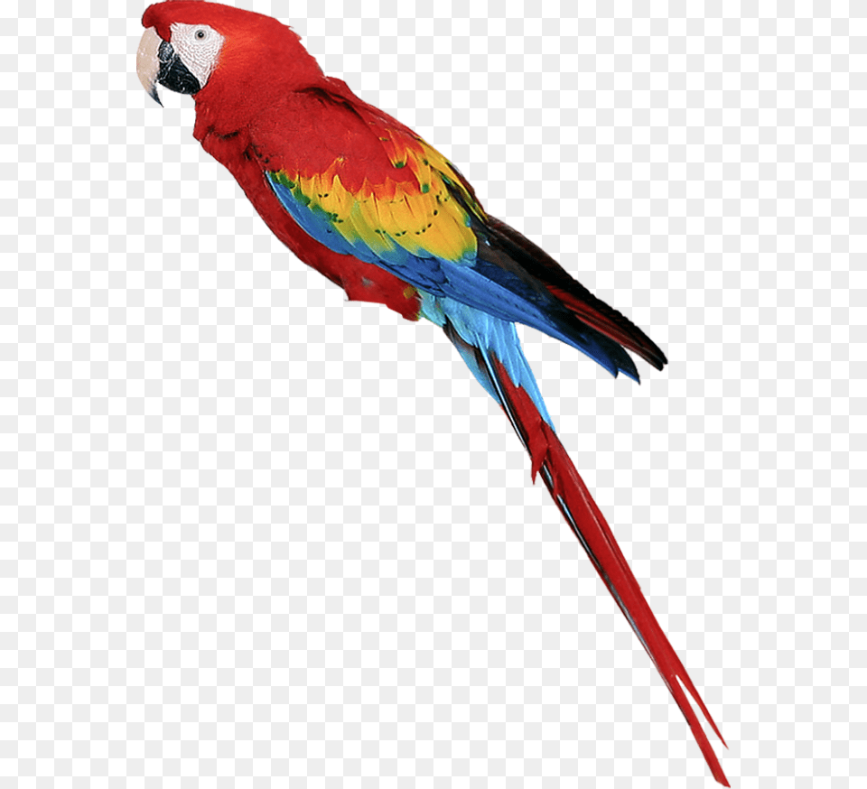 Parrot Vijay Mahar Parrot Transparent Background Parrot Clipart, Animal, Bird, Macaw Free Png Download