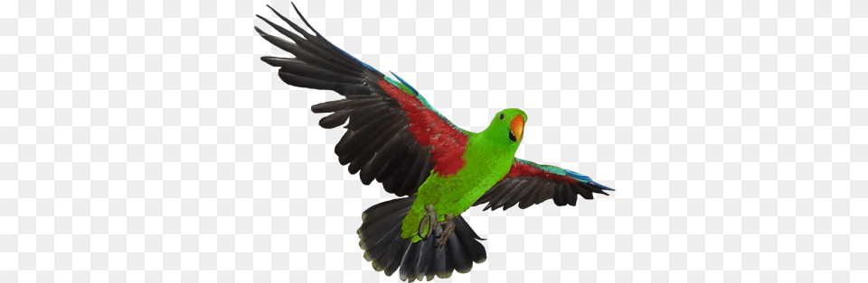 Parrotjunctioncom Eclectus Parrot, Animal, Bird Free Png Download