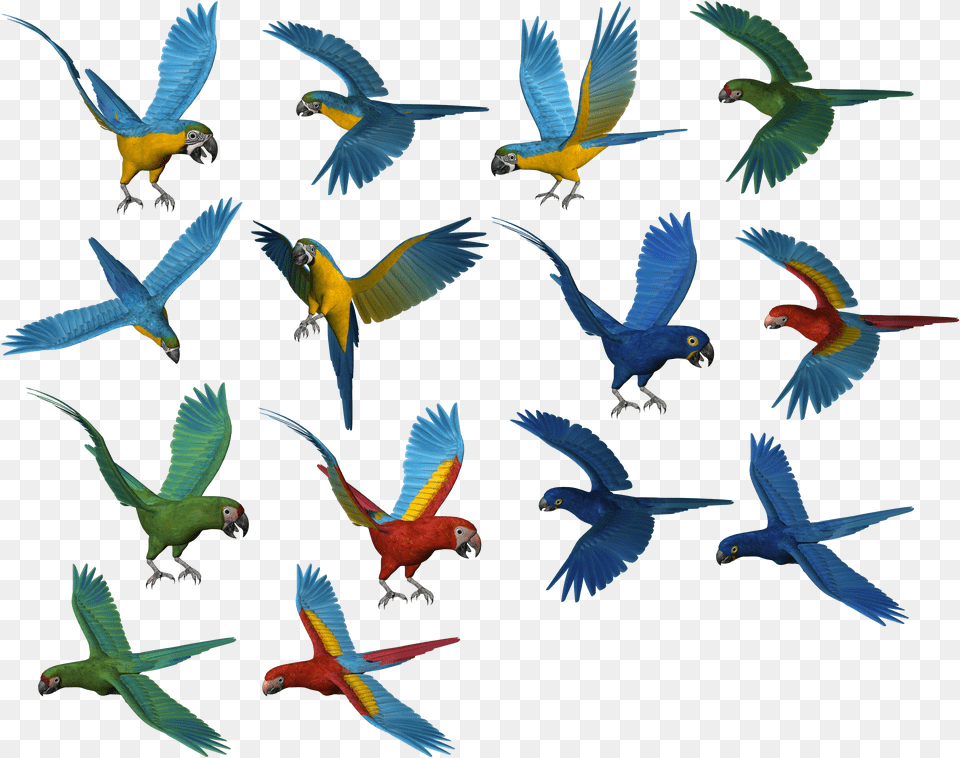 Parrots, Animal, Bird, Flying, Parrot Png