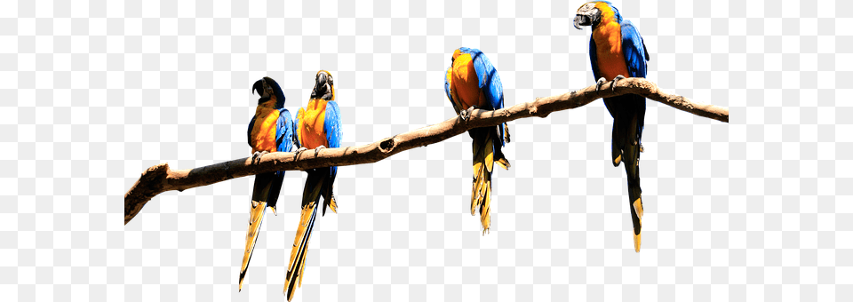 Parrots Animal, Bird, Macaw, Parrot Free Png