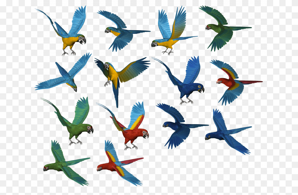 Parrots, Animal, Bird, Flying, Parrot Free Png Download