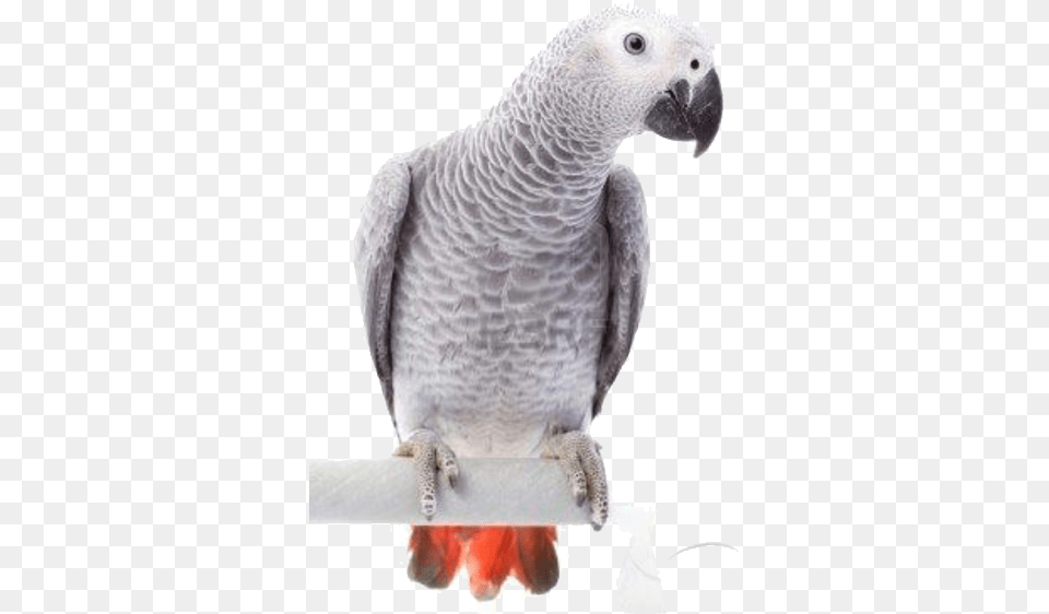 Parrots And Birds Grey Parrot, Animal, Bird, African Grey Parrot Png Image