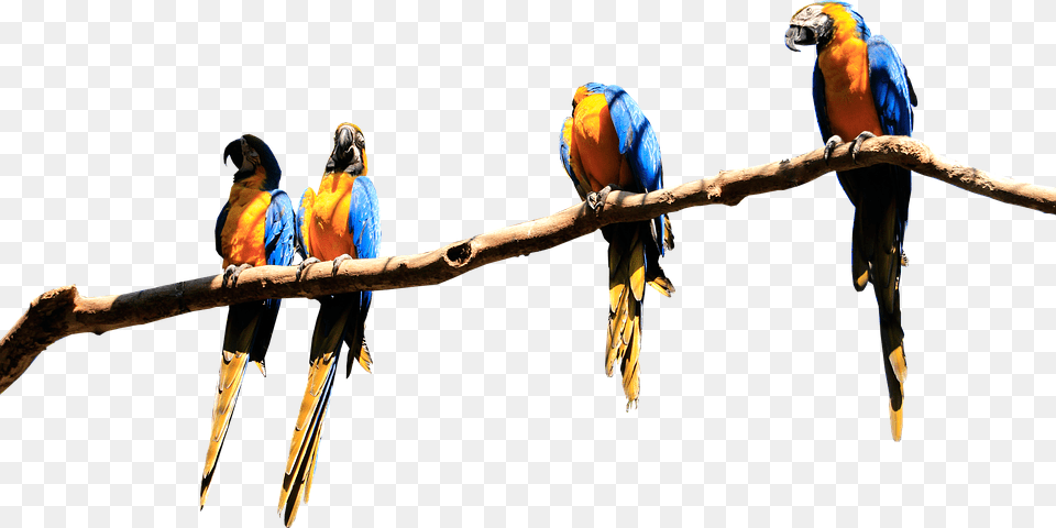 Parrots Branch Isolated Parrot Bird Plumage Birds Macaw, Animal Free Transparent Png