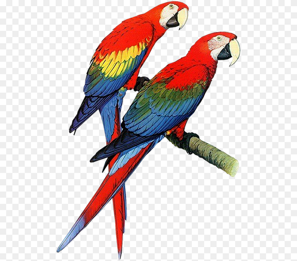 Parrots Clipart, Animal, Bird, Macaw, Parrot Free Png