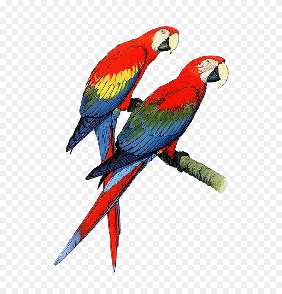 Parrots Cliparts, Animal, Bird, Macaw, Parrot Png Image