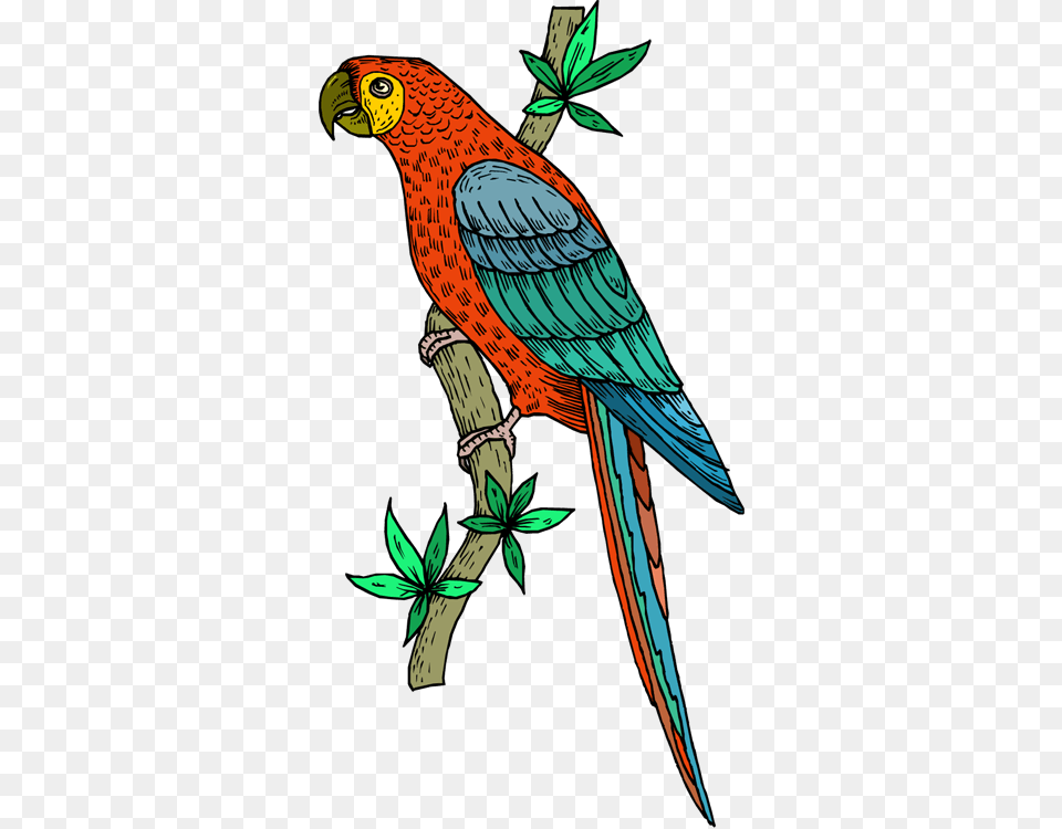 Parrots Cliparts, Animal, Bird, Parrot Png Image