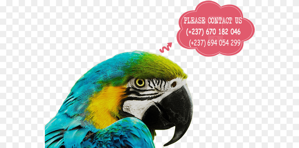 Parrots For Sale Macaw Parrot In Africa, Animal, Bird Png