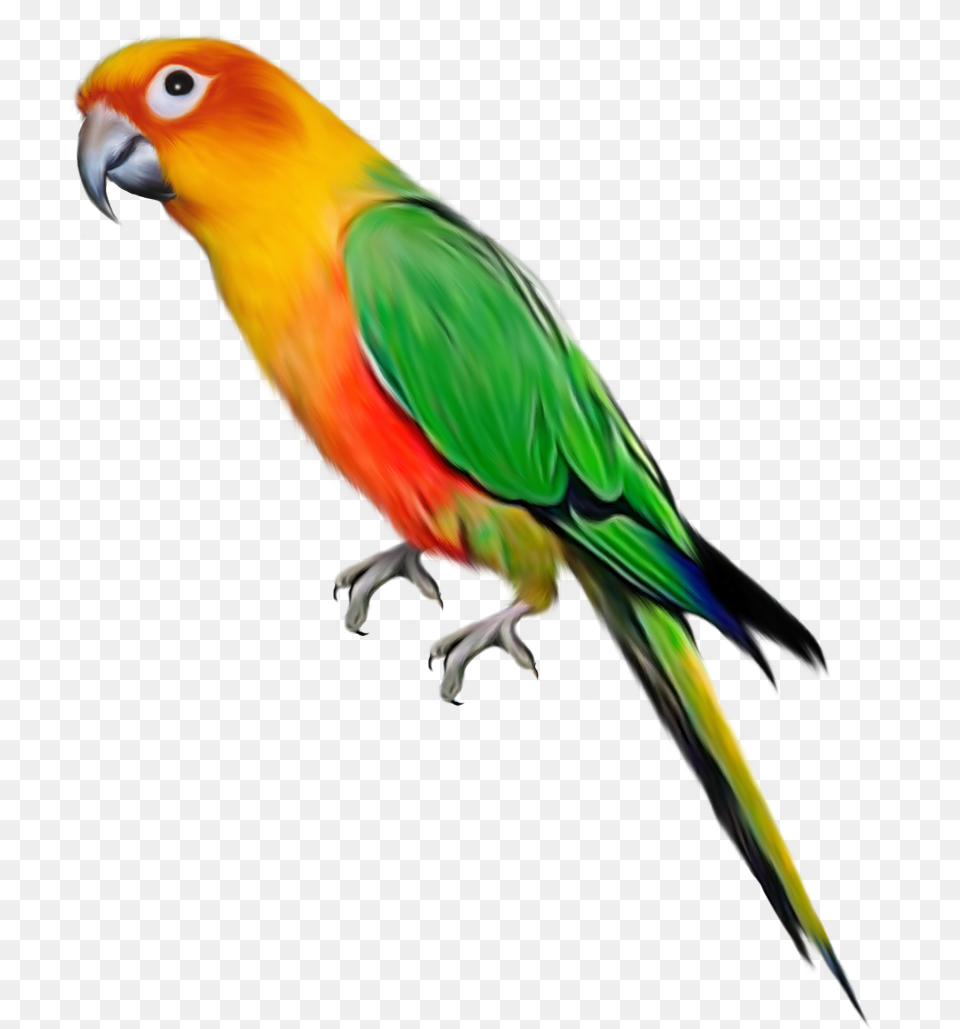 Parrots Parrot Birds Clip Art, Animal, Bird, Parakeet Png