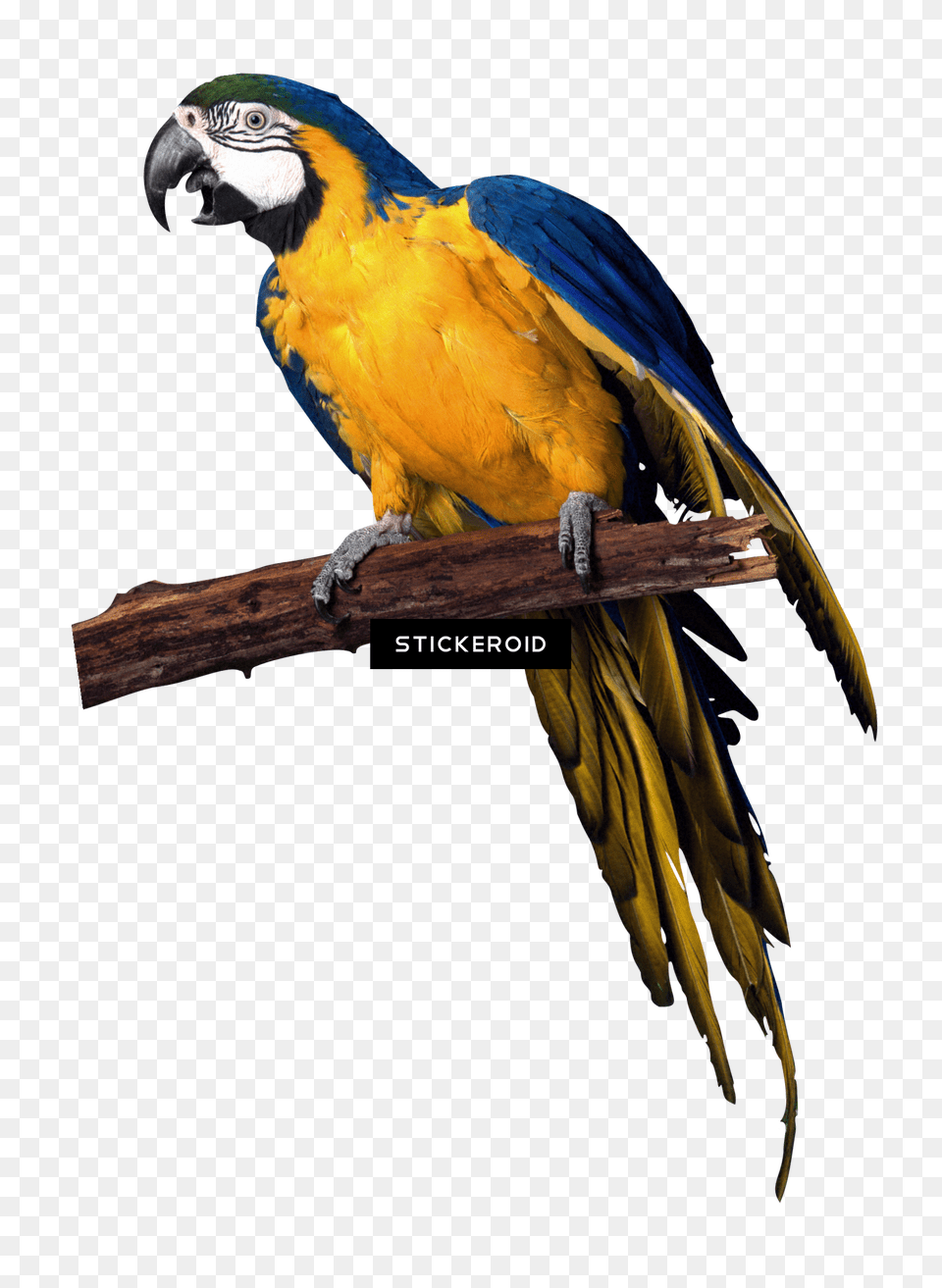 Parrots Parrot Carolina Hardware And Decor Llc Macaw Parrot Wallplate, Animal, Bird Free Png