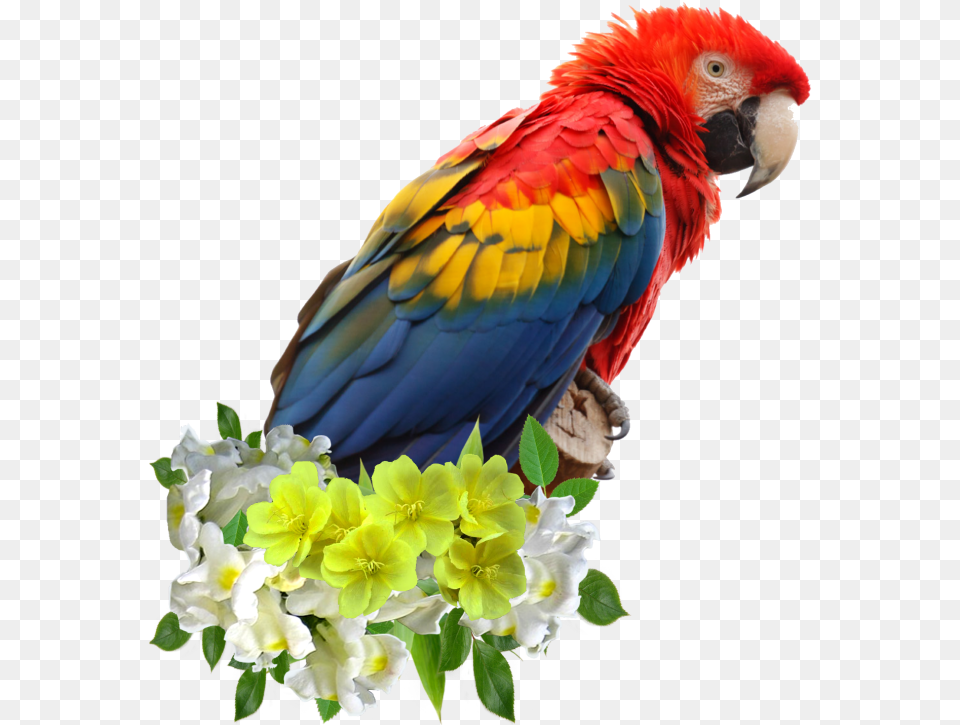 Parrots Parrot Face, Flower, Flower Arrangement, Plant, Animal Free Png