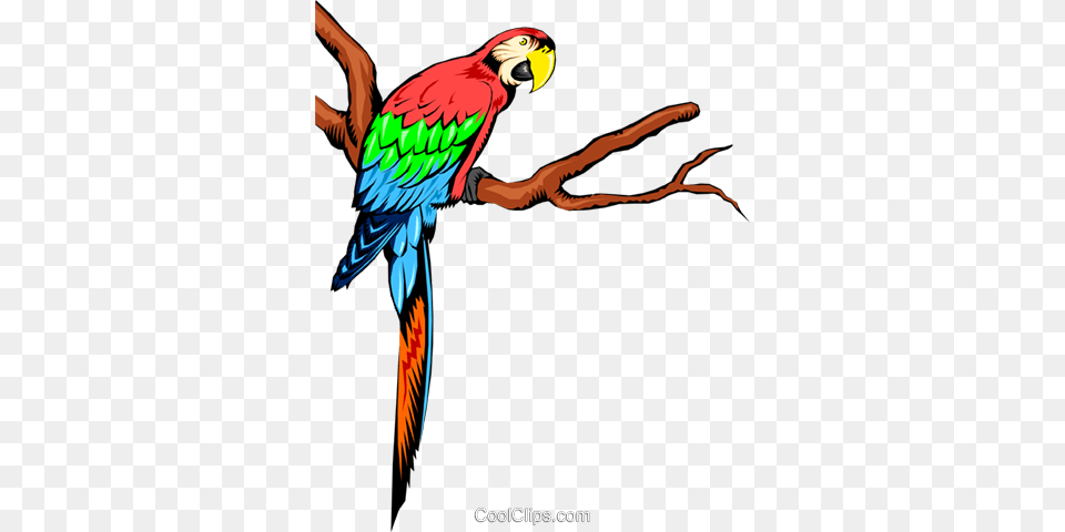 Parrots Royalty Free Vector Clip Art Illustration, Animal, Bird, Macaw, Parrot Png Image